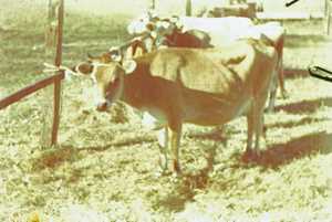 031203 County Fair in Bradley 47 B